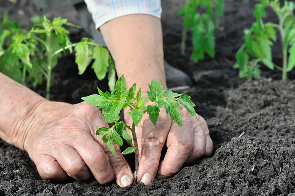 jardinier qui plante des tomates