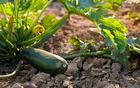 zucchini growing in vegetable garden on summer day