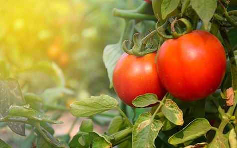 red tomato on garden