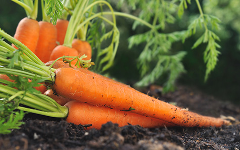carottes fraîches posées sur la terre dans jardin