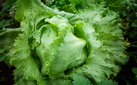 fresh iceburg lettuce salad vegetable
