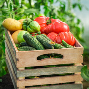 fresh vegetables in wooden box in greenhouse
