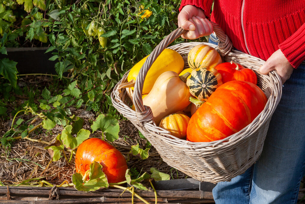récolte de courges au potager